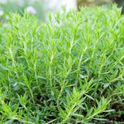 Tarragon Plant Aretmisia Dracunculus image
