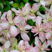 Clematis 'Montana' Climbing Plant (2L Pot) image