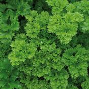 Parsley Plant (9cm Pot) image