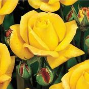 Yellow Climbing Rosa Golden Showers image