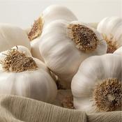 Garlic Bulbs Sabadrome (3 Pack) image