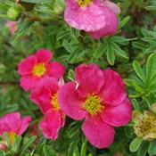 Pink Potentilla Plant image