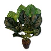 Artificial Peace Lily Plant (60cm) image