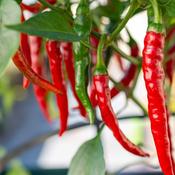 Red Chili Pepper Plants image