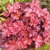 Heuchera Indian Summer Red Evergreen Coral Bells image