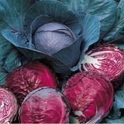 Red Cabbage Plug Plants (10 Pack)