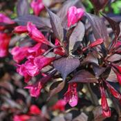 Weigela Red Prince Plant image