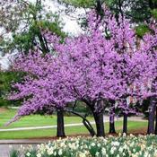 Judas Flowering Tree Cercis Canadensis Merlot 11L image