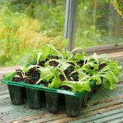 Transparent 20 Cell Seed Trays (8 Pack)