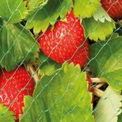 GrowIT® Fruit &amp; Crop Garden Netting (6 x 4m)