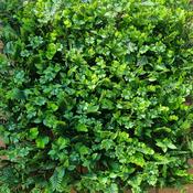 Artificial Tropical Hedge Panel (50x50cm) image