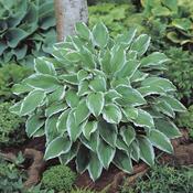 Hosta Undulata Roots 'Albomarginata' (1 Pack)