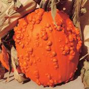 Pumpkin Seeds (Goosebumps) image