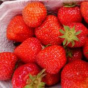 6-pack Strawberry Plants Ostara image
