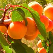 Apricot Tree Prunus Armeniaca image