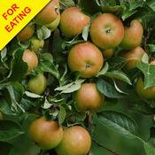 Apple Tree (Cox Orange Pippin)