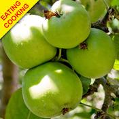 Patio Apple Tree Golden Delicious (5L Pot) image