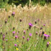 Wildflower Seeds (Irish Cut &amp; Sow Mix) image