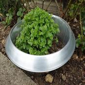 Slug Collar (Large)