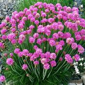 Armeria Splendens Plant (13cm Pot) image