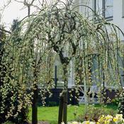 Dwarf Weeping Willow Tree (3L Pot)