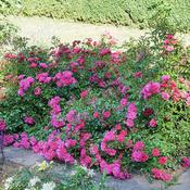 Pink Ground Cover Rose Plant Lovely Fairy (3L Pot) image