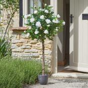 120cm Artificial Rose Tree (White) image