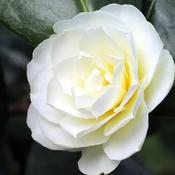 Camelia Japonica Powder Puff image