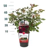 Rosa Till Eulenspiegel (3L Pot)