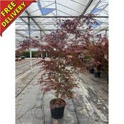 Maple Tree Acer Palmatum (Sumi-Nagashi) image