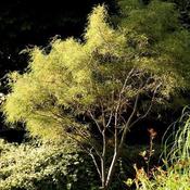 Alnus glutinosa Common Alder Tree image