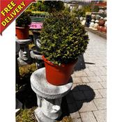 Taxus Baccata Ball 45cm image