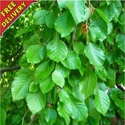 10x Bare Root Green Beech Plants (5ft) PRE-ORDER image