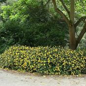 Hypericum Plant Yellow image