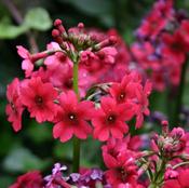 Primula Japonica Plants Millers Crimson 2L image