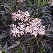 Elder Plant Sambucus Nigra image