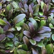 Ajuga Plant Black Scallop image