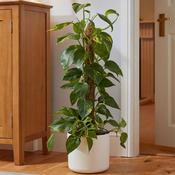 Coco Moss Pole (90cm)