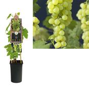 Seedless Grape Vine Potted Plant Vitis Himrod image