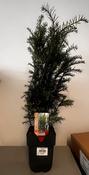 Potted Taxus Baccata - Yew Plants image