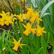 Tête-à-Tête Dwarf Daffodil – 50 Bulbs Net Pack image