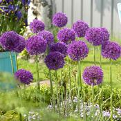 Allium Purple Sensation (5 Bulbs) image