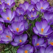Large Blue Crocus Bulbs 10 Pack image
