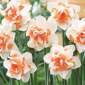 Narcissi Replete (5 Bulbs) image