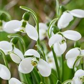 Giant Snowdrop Bulbs Polar Bear (3 Pack) image