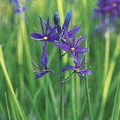 Camassia Quamash Orion (35 bulbs) image