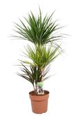 Multi-Stem Dragon Tree Plant 4L Pot image