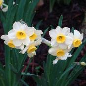 Narcissi Minnow (5 Bulbs) image