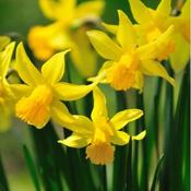 Daffodil Bulbs Dellan (3kg) image