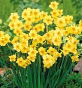 Daffodil Multiflower Martinette (5 bulbs) image